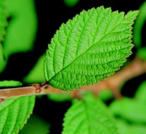 Nanking Cherry leaves