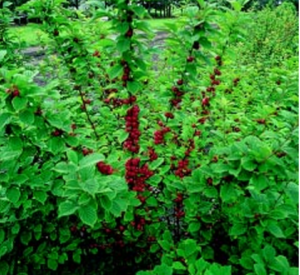 Nanking Cherry berry