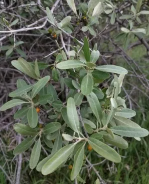 Silver Buffalo berry leaves