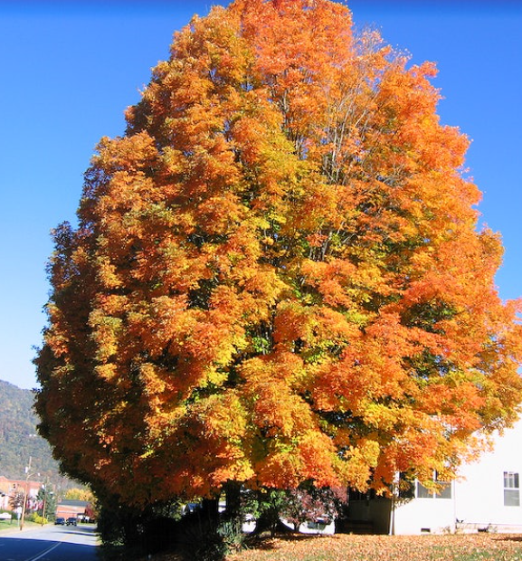 Boxelder tree in the fall
