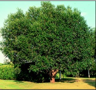 Laurel Willow Tree