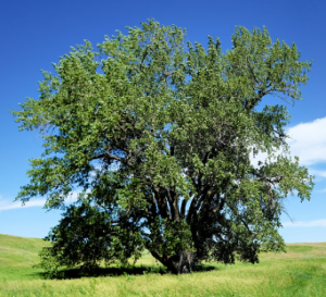 Native Cottonwood Tree
