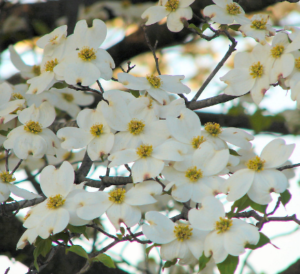 Dogwood flowers