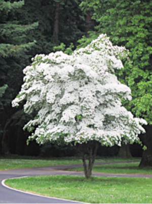 Dogwood tree