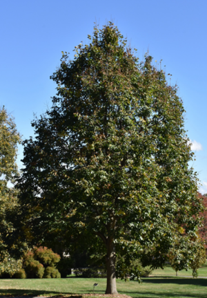 Linden 'Redmond' Tree