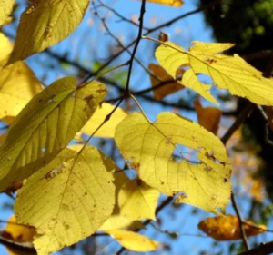 Linden 'Redmond" leaf