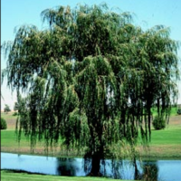 Golden Willow