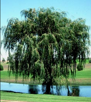Golden Willow tree