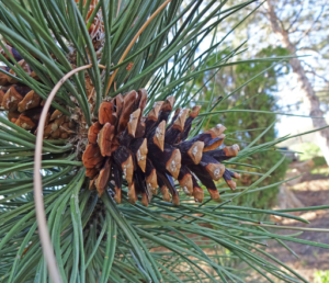 Austrian pine needles and pinecone