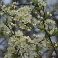 Prairie Red Plum