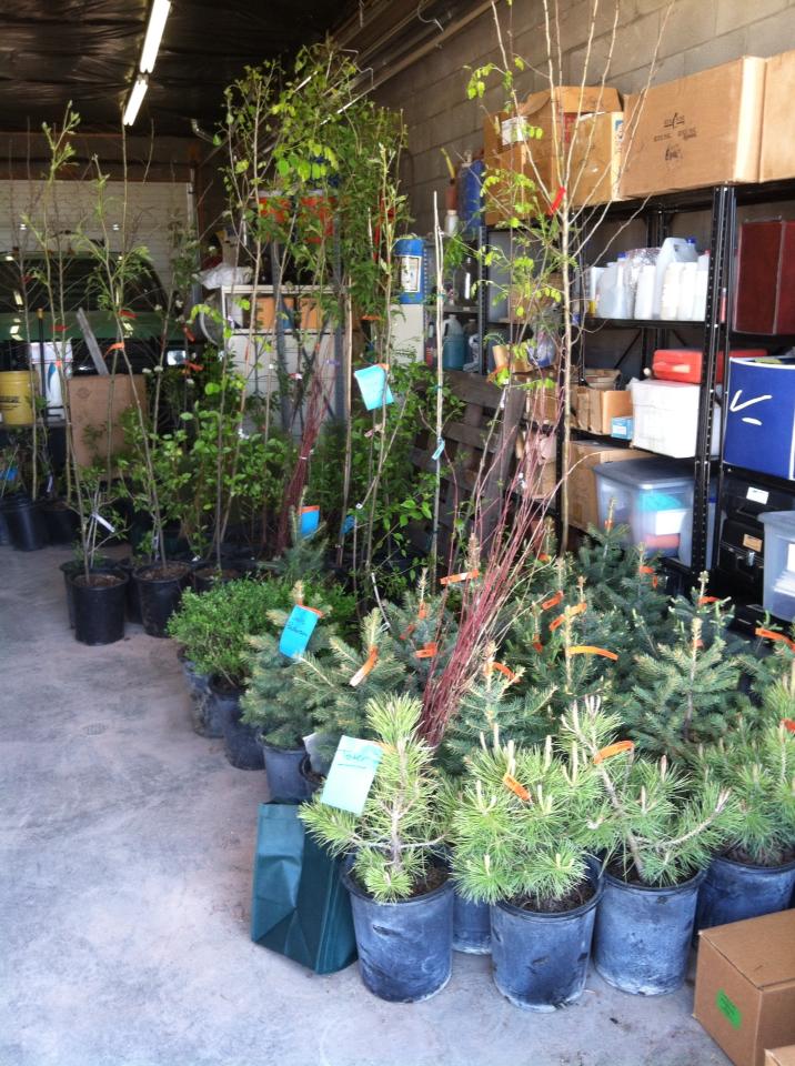 Potted trees and shrubs