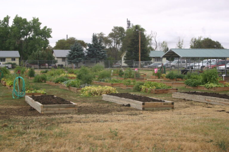 community Garden 4