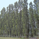360px-Populus_nigra.Italica.01