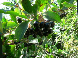 Black Chokeberry - Image 3