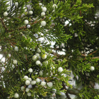 Eastern Red Cedar