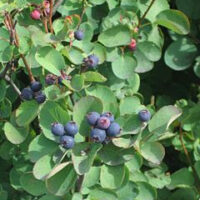 Juneberry/Serviceberry