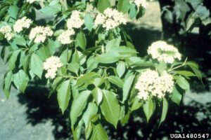 Nannyberry leaves and blossoms.