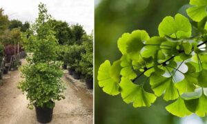 Potted ginkgo tree and leaves