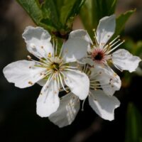 Sand Cherry