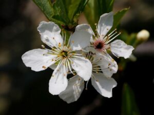 Sand Cherry Flower