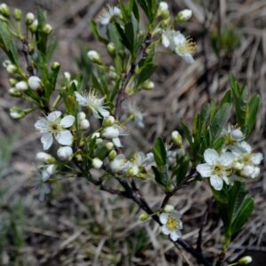 Sand cherry shrub