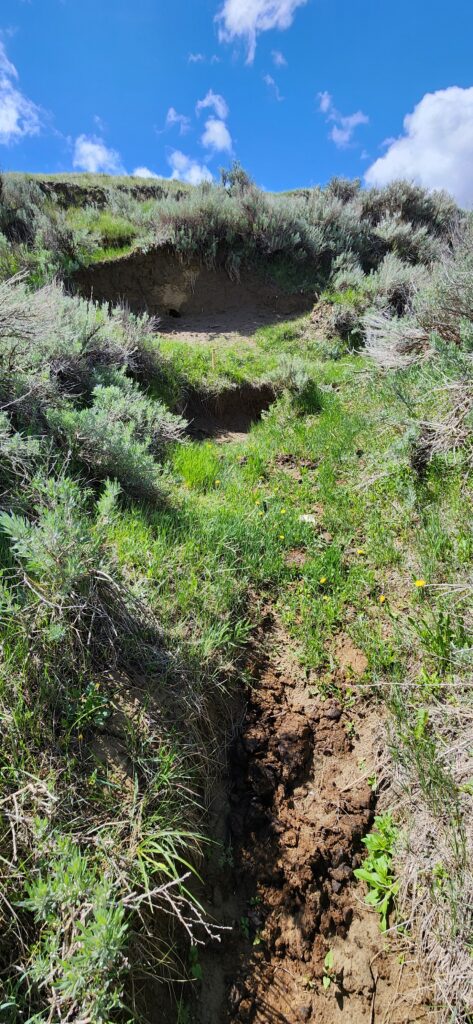 Project site - before image - headcut and channelized area