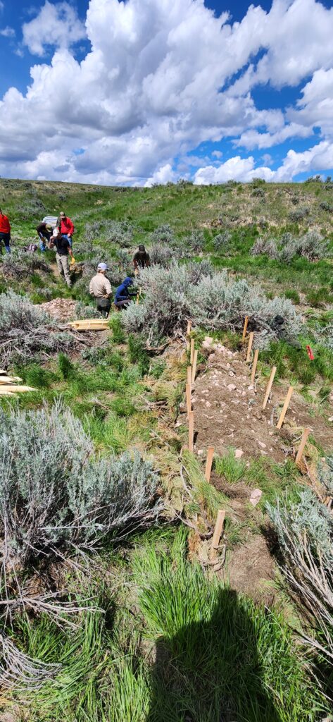 Using a skidsteer to create a slope on the downhill side of a rock core wicker weir, to control the grade below a log and fabric structure