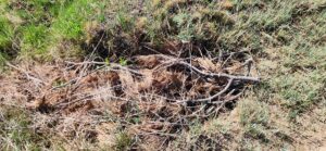 A trail that was starting to turn into a headcut was filled with pine branches. A year later, the branches remain in place and have caught some debris.