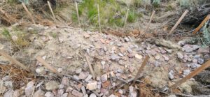 Rock core wicker weir made using survey stakes and pine branches
